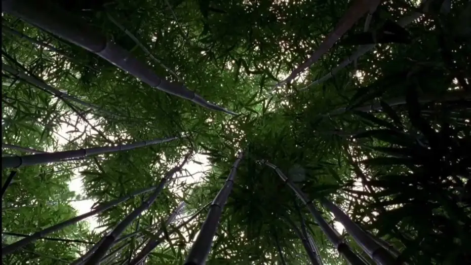 Video for the series Lost — LOST: Opening Scene 1x01 - Bamboo Forest
