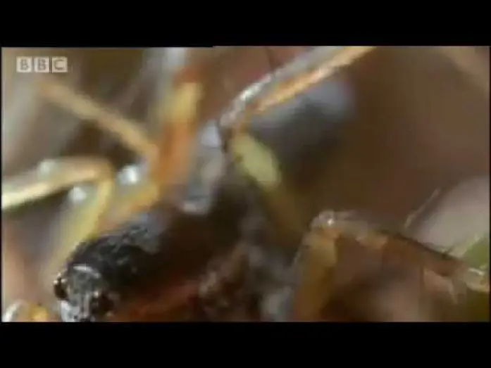 Video for the series Life in the Undergrowth — Amazing miniature world - Sir David Attenborough's Life in the Undergrowth - BBC wildlife