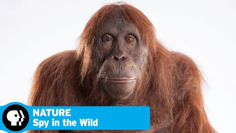 Видео к сериалу Nature — SPY IN THE WILD on NATURE | Official Trailer | PBS