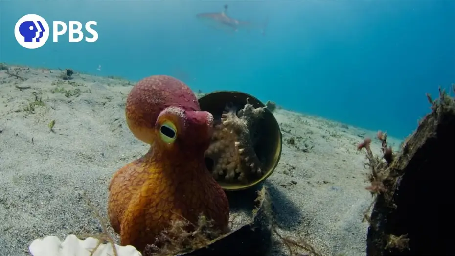 Видео к сериалу Nature — Spy Octopus Helps Friend Hide From Shark