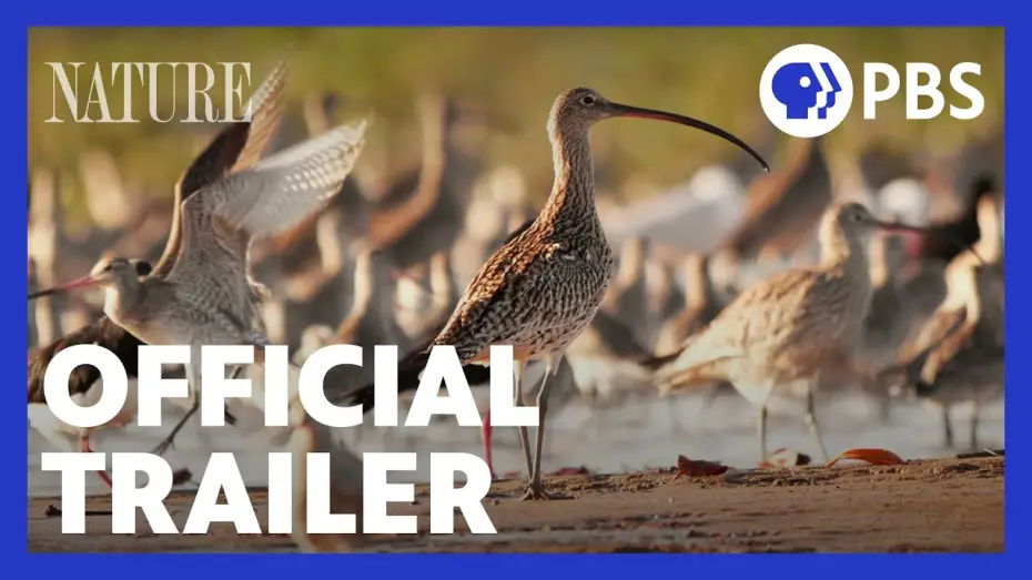 Видео к сериалу Nature — Flyways | Official Trailer | NATURE | PBS