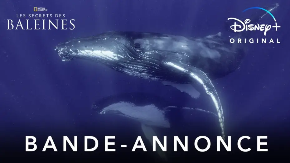 Video for the series Secrets of the Whales — Les Secrets des Baleines - Bande Annonce [VF]