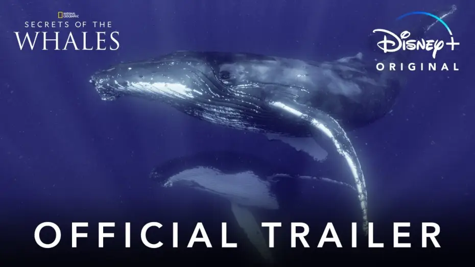 Video for the series Secrets of the Whales — Official Trailer