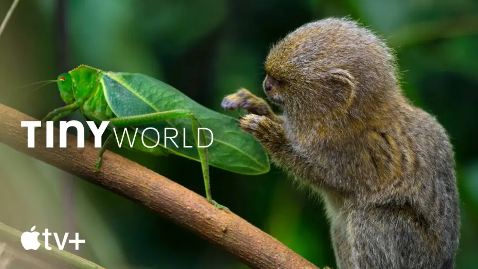 Video for the series Tiny World — Trailer ufficiale
