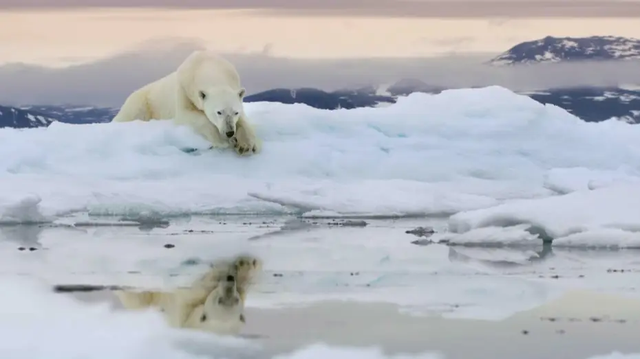 Video for the series Frozen Planet II — Official Trailer