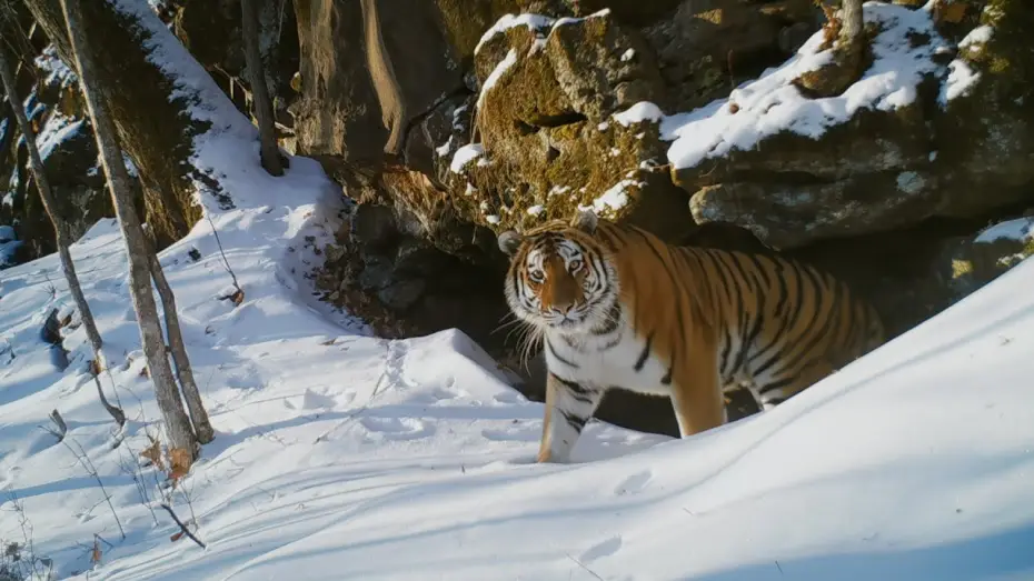 Video for the series Frozen Planet II — First Look Trailer