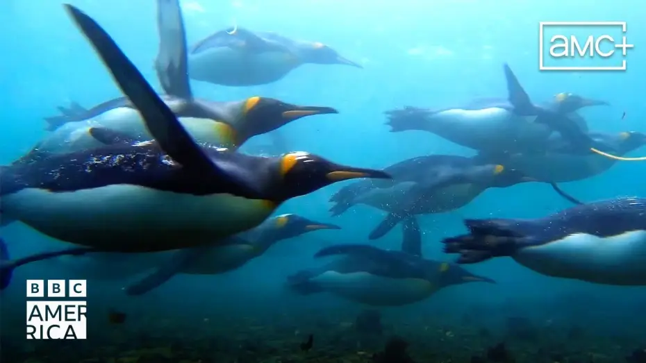 Video for the series Frozen Planet II — BBC America Official Trailer