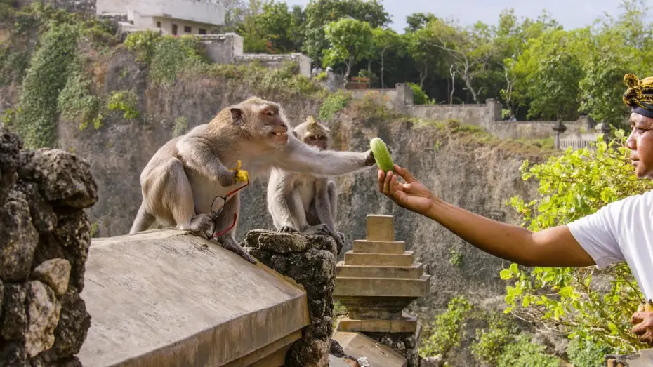 Video for the series Planet Earth III — The Bartering Monkeys of Bali | Planet Earth III