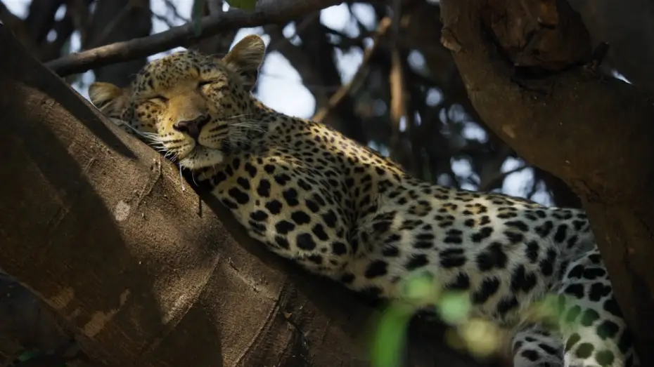 Video for the series Planet Earth III — 5 Ways Big Cats Are Just Like Small Cats | Planet Earth III
