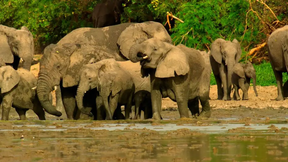 Video for the series Planet Earth III — Elephants Saved from Poaching Learn to Trust Again | Planet Earth III Behind The Scenes