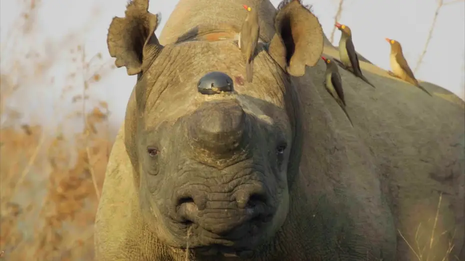 Video for the series Planet Earth III — Why Removing a Rhino’s Horn Might Just Save it | Planet Earth III Behind The Scenes