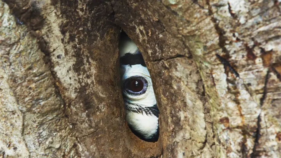 Video for the series Planet Earth III — Devoted Hornbill Delivers Food To Mate | Planet Earth III