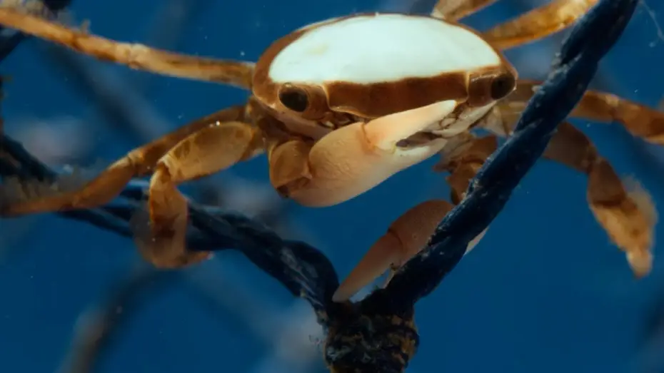 Video for the series Planet Earth III — Hitchhiking Crab Finds Love | Planet Earth III