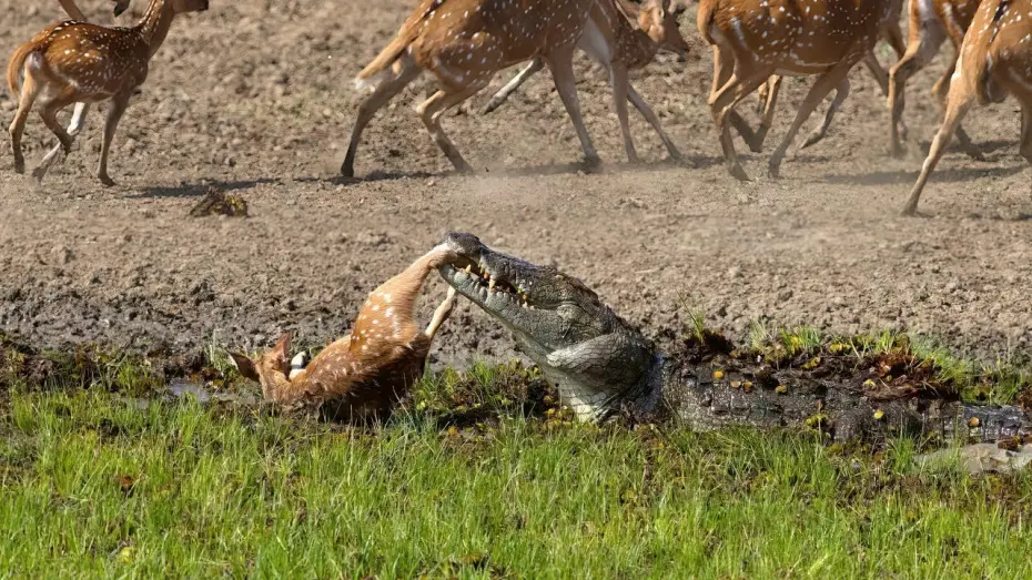Video for the series Planet Earth III — Crocodile Attack at the Watering Hole | Planet Earth III