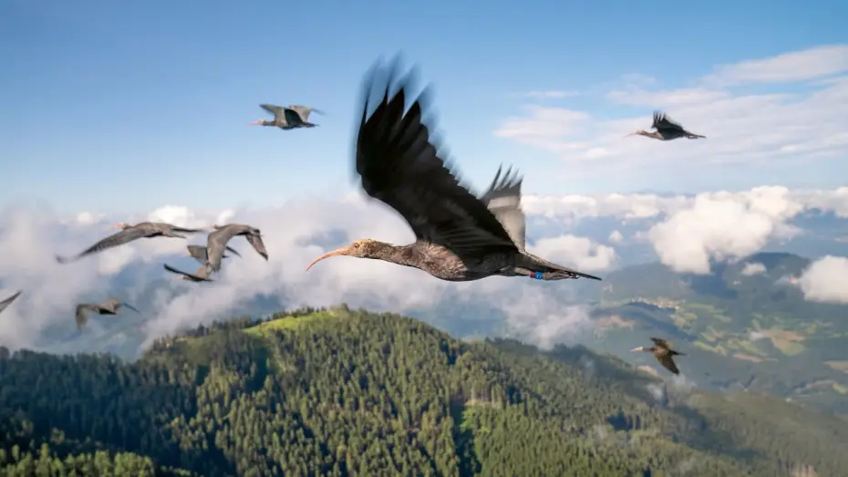 Video for the series Planet Earth III — Endangered Birds Learn To Fly | Planet Earth III