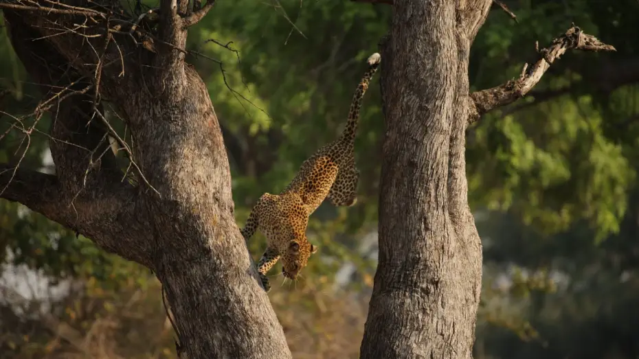 Video for the series Planet Earth III — Leopard Risks Death For Dinner | Planet Earth III