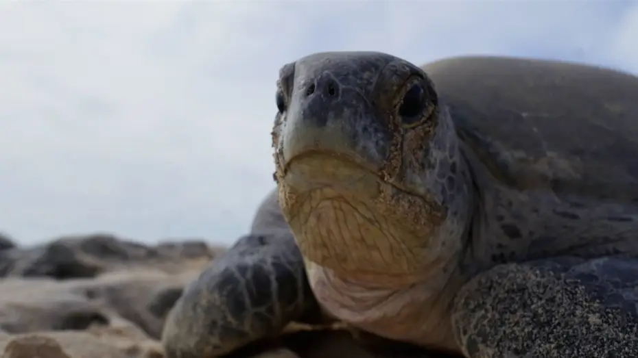 Video for the series Planet Earth III — Why Female Turtles are Taking Over Raine Island | Planet Earth III Behind The Scenes