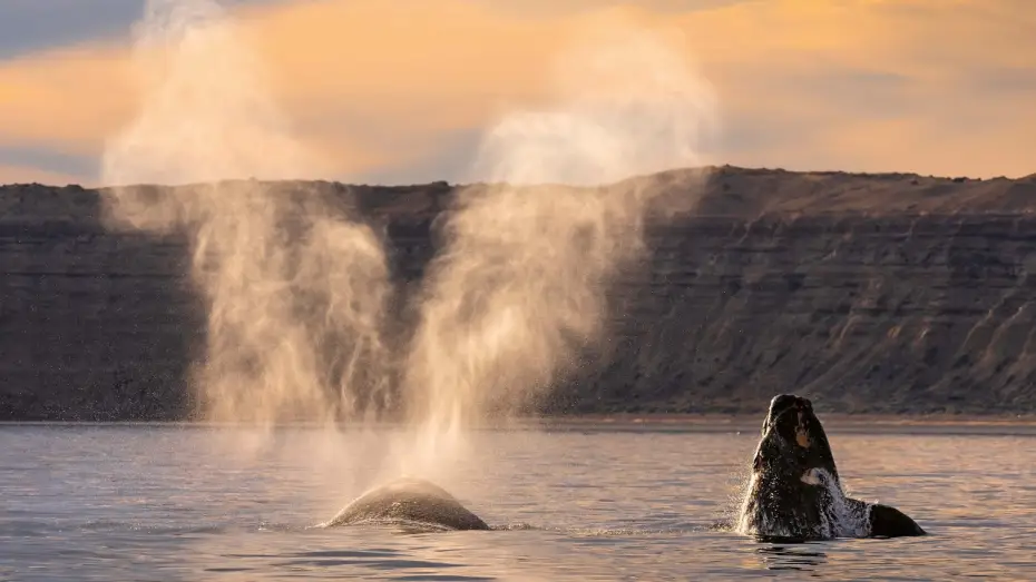 Video for the series Planet Earth III — 15 Minutes of Relaxing Footage from Planet Earth III | Planet Earth III