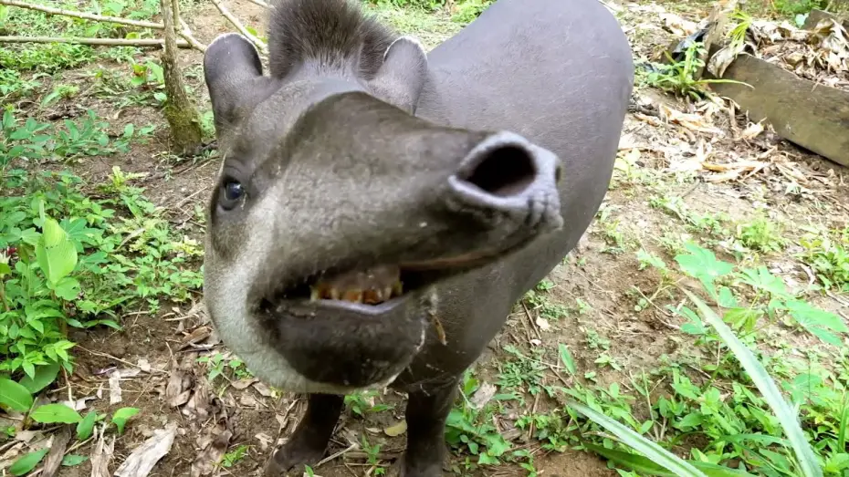 Video for the series Planet Earth III — Crew Encounter Some Curious Creatures | Planet Earth III Behind The Scenes