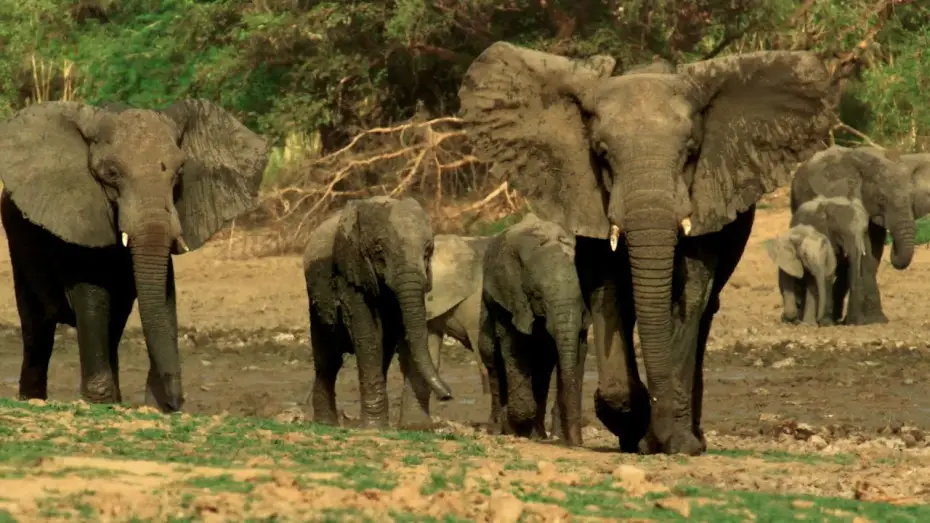 Video for the series Planet Earth III — Why Wildlife Filmmaking Is So Important | Planet Earth III Behind The Scenes