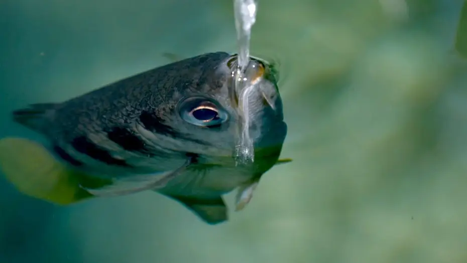 Video for the series Planet Earth III — The Fish with Incredible Shooting Aim | Planet Earth III Behind the Scenes