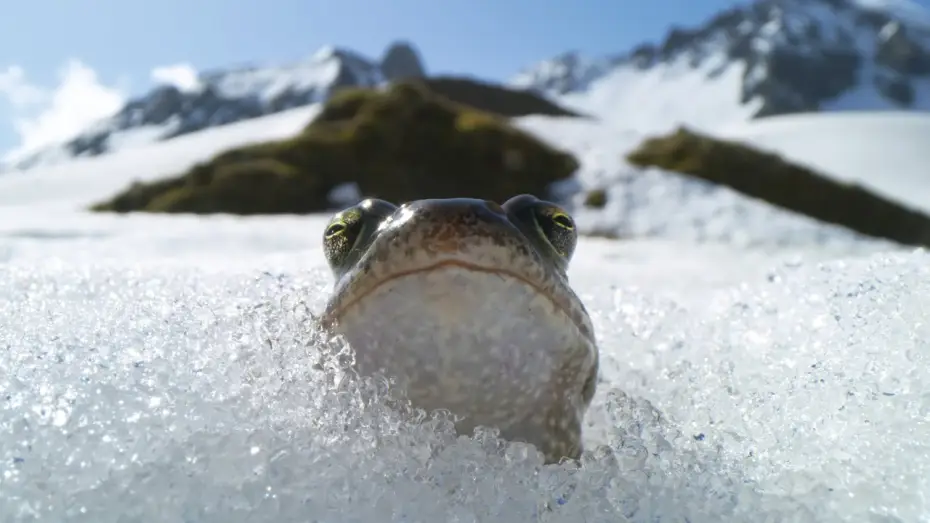 Video for the series Planet Earth III — Frogs Race For Love | Planet Earth III