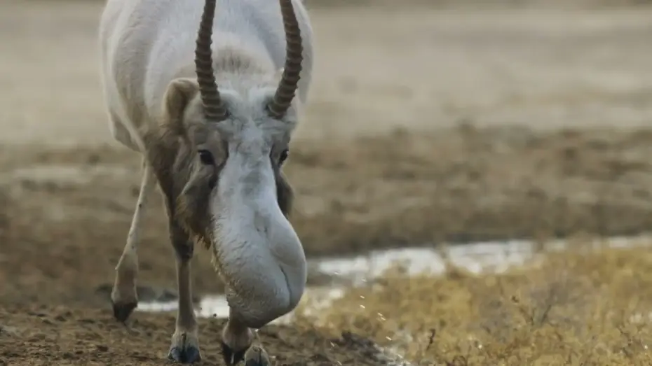 Video for the series Planet Earth III — Trailer