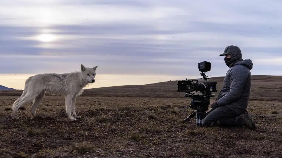 Video for the series Planet Earth III — Filming a Pack of Arctic Wolves | Planet Earth III Behind The Scenes