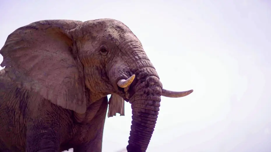 Video for the series Planet Earth III — Elephants Thrive After Poaching Ban in Zakouma | Planet Earth III Behind The Scenes