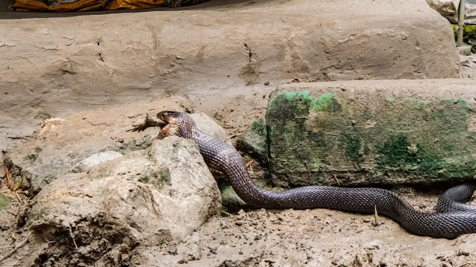 Video for the series Planet Earth III — Cobra vs Toad | Planet Earth III