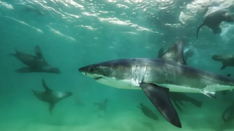 Video for the series Planet Earth III — Great White Shark Mobbed by Gang Of Seals | Planet Earth III