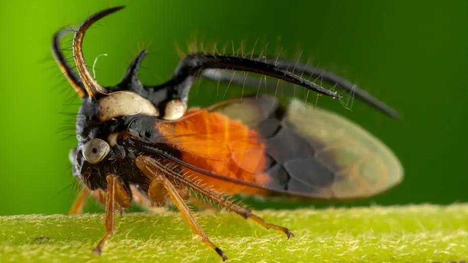 Video for the series Planet Earth III — The Insects Who Vibrate To Communicate | Planet Earth III