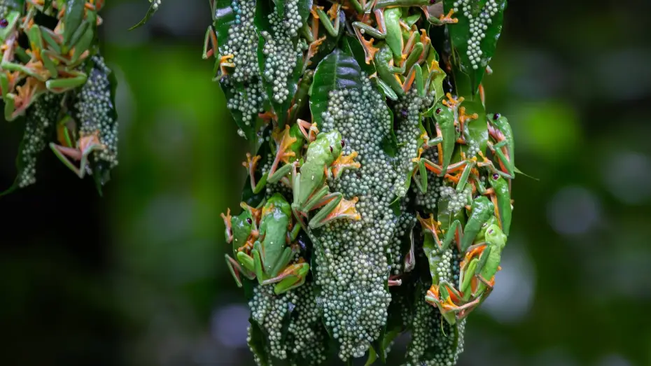 Video for the series Planet Earth III — Chaotic Mating Explosion of Gliding Frogs | Planet Earth III Behind The Scenes
