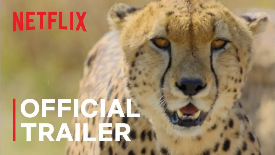 Video for the series Animal — Animal | Official Trailer | Netflix