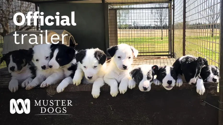 Video for the series Muster Dogs — Muster Dogs Season 2 Official Trailer | ABC Australia