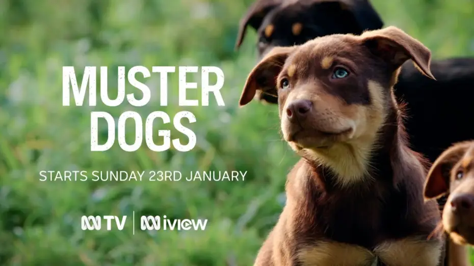 Video for the series Muster Dogs — Muster Dogs | ABC TV