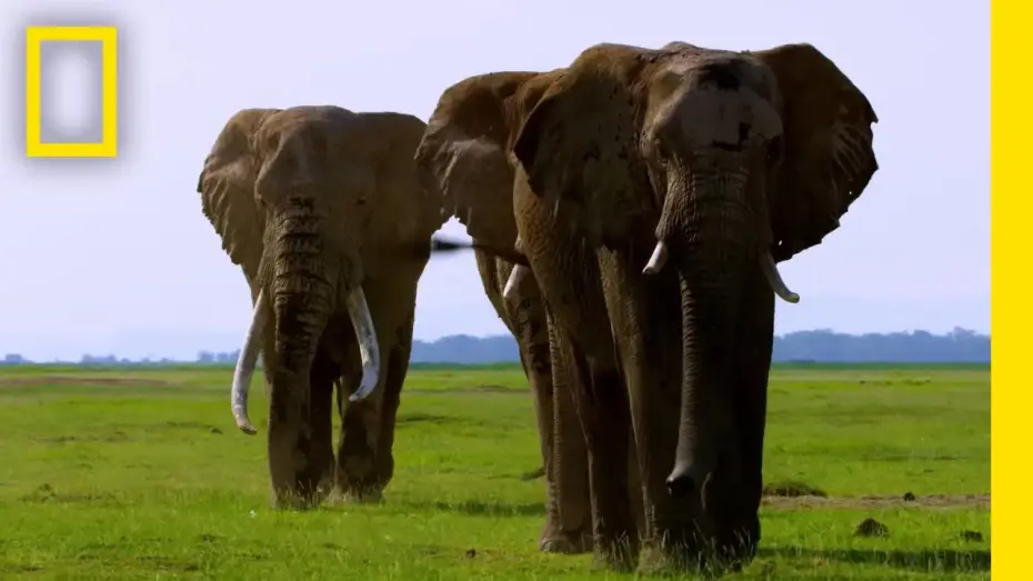Video for the series Secrets of the Elephants — Official Trailer