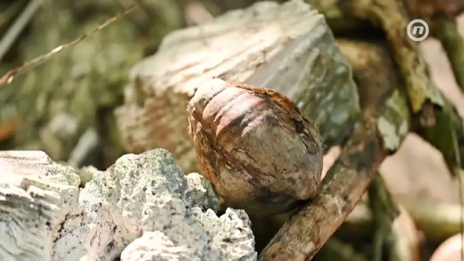 Video for the series Survivor Croatia — Survivor: Dominikanska Republika Teaser 1