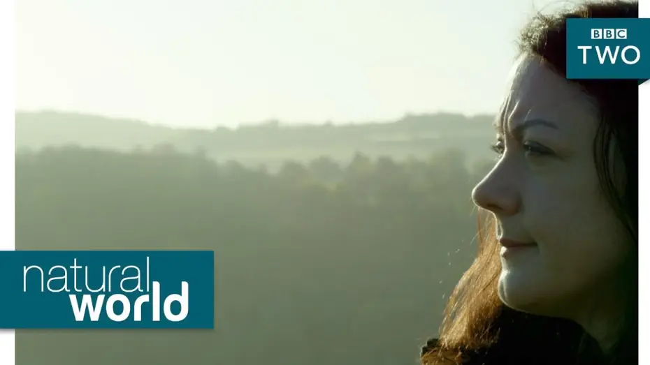 Video for the series Natural World — Wild goshawks - Natural World: Preview - BBC Two