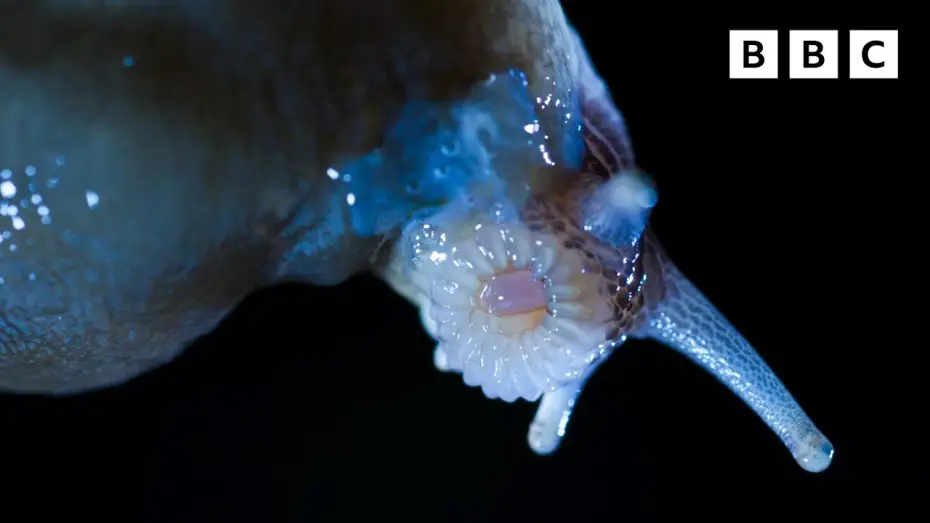 Video for the series Wild Isles — Shoking slug mating Clip
