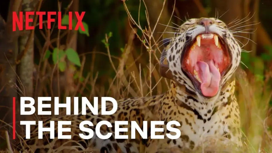 Video for the series Our Living World — Jaguar Rewilding [Subtitled]