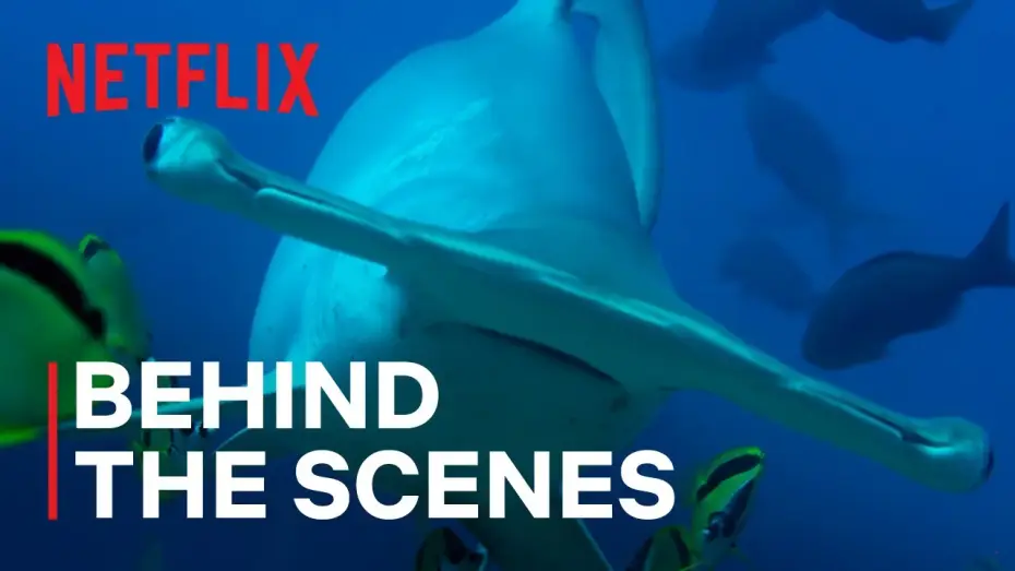 Video for the series Our Living World — Hammerhead Sharks