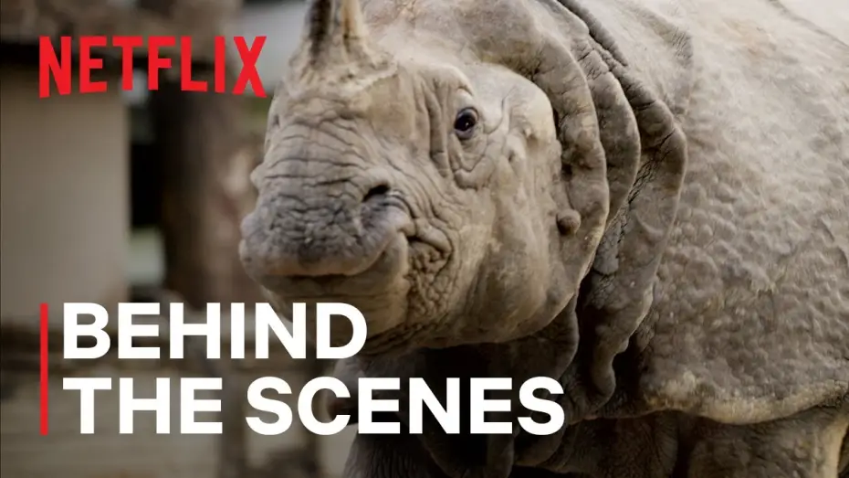 Video for the series Our Living World — Rhinos in the City