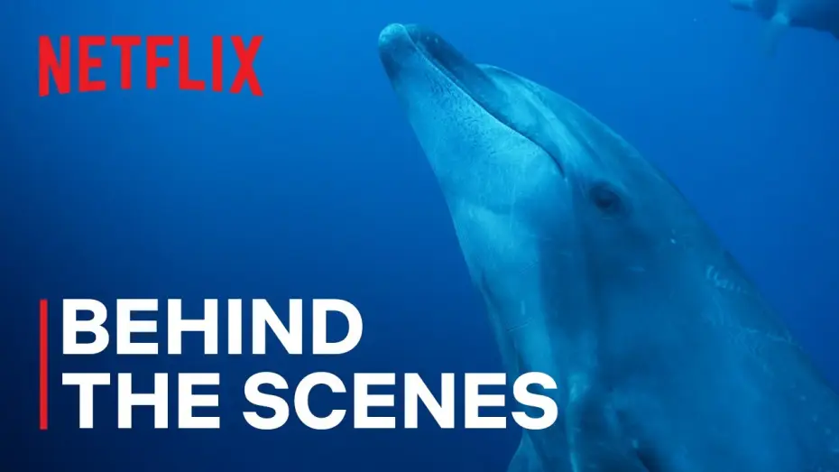 Video for the series Our Oceans — Dolphin Pirates