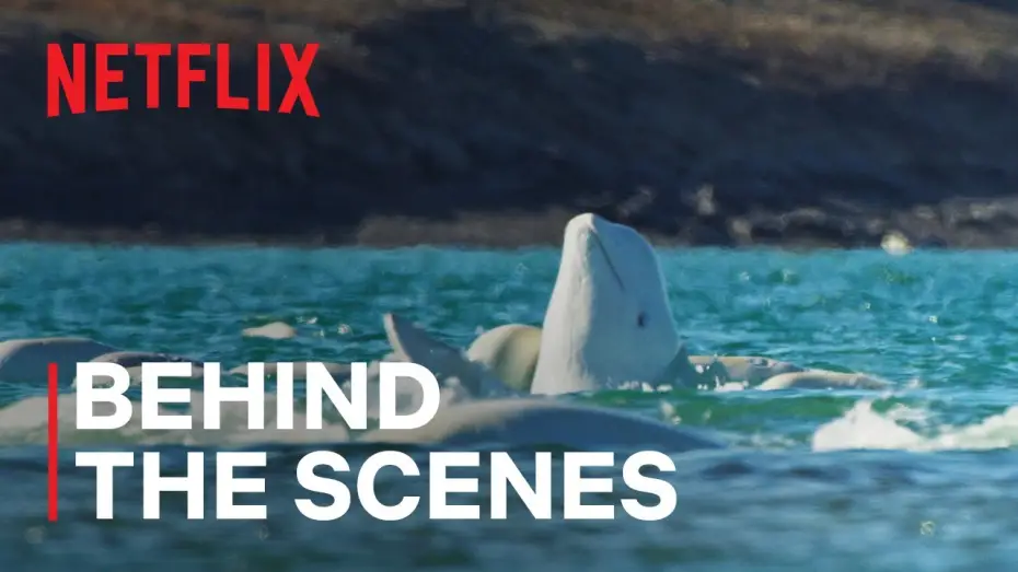 Video for the series Our Oceans — Underwater World of Beluga Whales