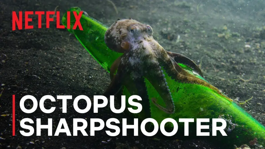 Video for the series Our Oceans — Octopus Sharpshooter