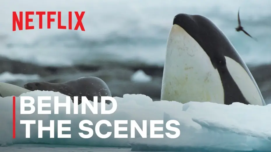 Video for the series Our Oceans — Killer Whale Showdown