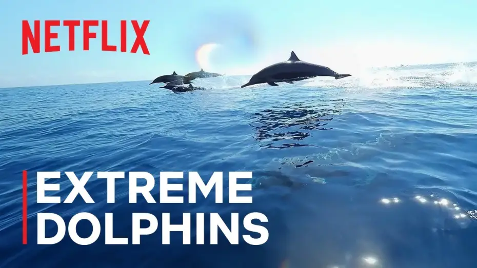 Video for the series Our Oceans — Extreme Dolphins