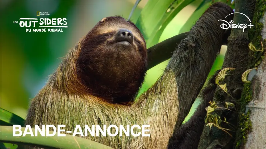 Video for the series Underdogs — Les outsiders du monde animal - Bande-annonce officielle [VF]
