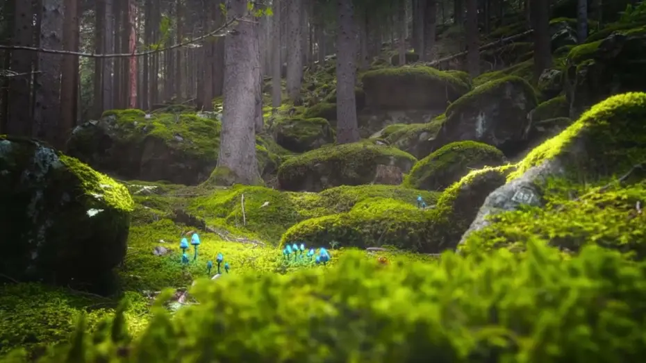 Video for the series Common Side Effects — Nature Bump #1